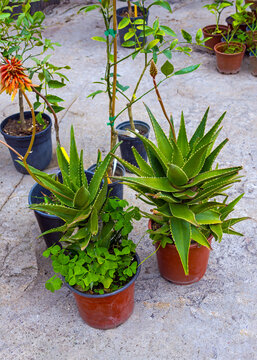 Aloe vera green plant inside plastic pot in garden outside on street pavement