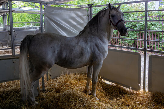 Domestic horse tied to a fence in countryside agricultural farm
