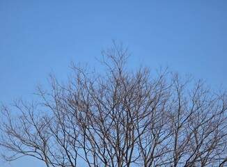 Obraz premium Bare leafless tree branches against clear blue sky with copy space