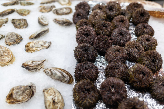 Fresh seafood arrangement includes oysters and sea urchins on ice at a market, highlighting various marine delicacies in a vibrant setting