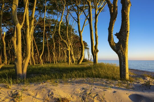 Pines on the western beach of Dar&szlig;, sunset, Fischland, Dar&szlig;, Zingst, Ahrenshoop, Mecklenburg-Western Pomerania, Germany