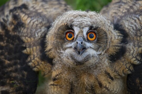 Young eagle owl (Bubo bubo), Oldenburg M&uuml;nsterland, Vechta, Lower Saxony, Germany