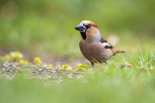 Hawfinch (Coccothraustes coccothraustes), Vechta, Lower Saxony, Germany