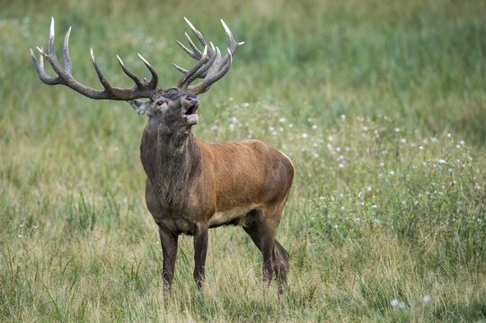 A mature red deer (Cervus elaphus) bellowing during the rutting season, Klamptenborg, Copenhagen, Denmark