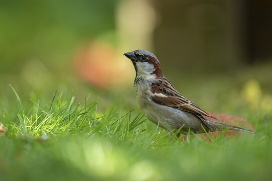 House Sparrow (Passer domesticus), Vechta, Lower Saxony, Germany