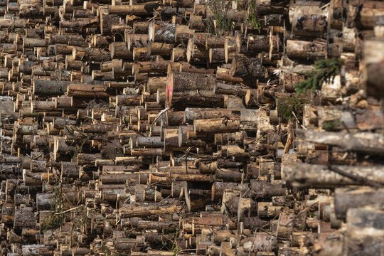 Logs, spruce logs, roundwood, storage, timber industry, Sunndals&oslash;ra, Tingvollfjorden, Sunndal Municipality, M&oslash;re og Romsdal Province, Norway