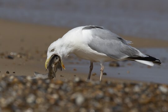 Herring gull (Larus argentatus) adult seagull bird eating a dogfish shark fish on a seaside beach, England, United Kingdom