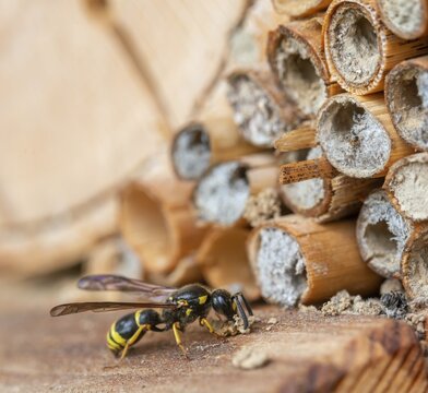Large stem wasp, hymenoptera, clay wasp, wall clay wasp, Odynerus nidulator, Symmorphus murarius, wrinkle wasp, female, insects, female