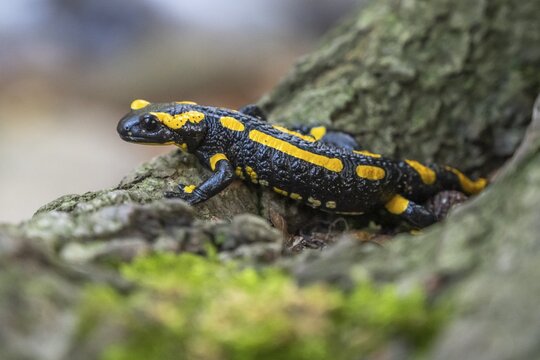 Fire salamander (Salamandra salamandra), Ilsenburg, Saxony-Anhalt, Germany