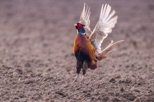 Courting pheasant (Common Pheasant), D&uuml;mmer, Lembruch, Lower Saxony, Germany