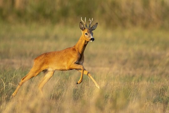 Roe deer (Capreolus capreolus), Vechta, Lower Saxony, Germany