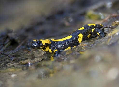 Fire salamanders, fire salamanders, salamandra salamandra, amphibians, amphibians, caudata, amphibians, tail amphibians