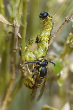 Box tree moth, boxwood moth, boxwood moth, cydalima perspectalis, real wasps, common wasp, hymenoptera, short-headed wasps, vespula vulgaris, yellowjacket, moth, prey, capture, common wasp, wrinkle wasps, high size, portrait format, hunting, inchworm, insects, hunting, moth, caterpillar, butterflies, pest control, wasp, wasp