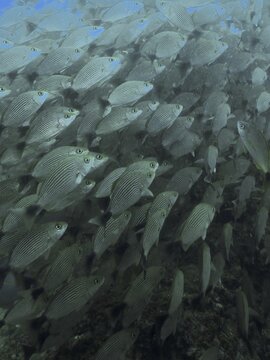 A dense school of black-spotted grunts (Haemulon maculicauda) swims in the bluish ocean waters at the Cano Island dive site, Uvita, Costa Rica, Pacific Ocean, Central America
