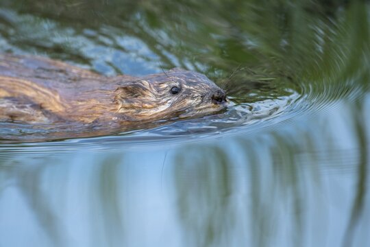 Swimming muskrat (Ondatra zibethicus), Kattinger Watt, Toenning, Schleswig-Holstein, Germany