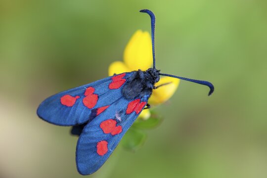 Six-spot burnet (Zygaena filipendulae), Goldenstedt, Lower Saxony, Germany