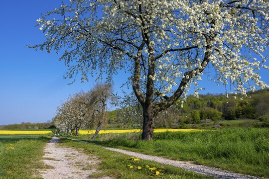 Blooming cherry trees on a rapeseed field near Bevern in the Weser Hills, Bevern, Holzminden, Lower Saxony, Germany