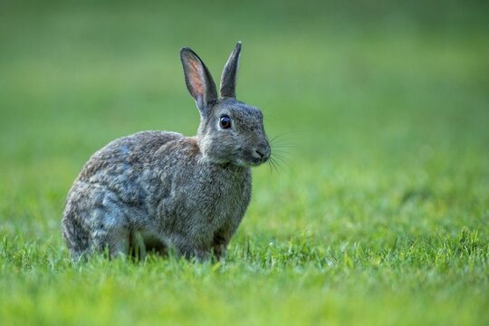 Wild rabbit (Oryctolagus cuniculus), Stapelfeld, Cloppenburg, Lower Saxony, Germany