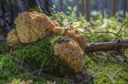 Bear skull, faisterling, fat hen, jewbeard, curly hen, curly goatbeard, giant morel, sparassis crispa, goatbeard, cauliflower fungus, fungi, fungus, mushrooms