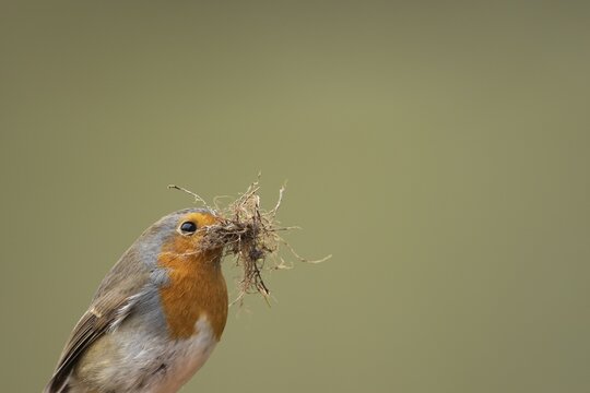European robin (Erithacus rubecula) adult garden bird with nest material in its beak in spring, England, United Kingdom