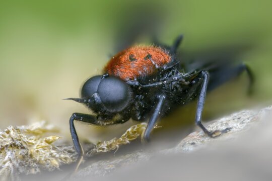Clitellaria ephippium, red-backed soldier fly, redback gunfly, diptera, insects, two-winged