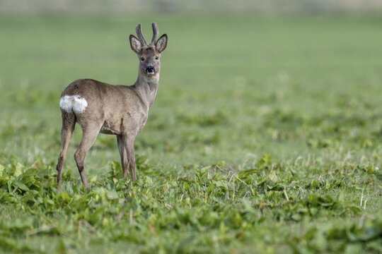 Roe buck (Capreolus capreolus) in its summer and winter coats, Vechta, Lower Saxony, Germany