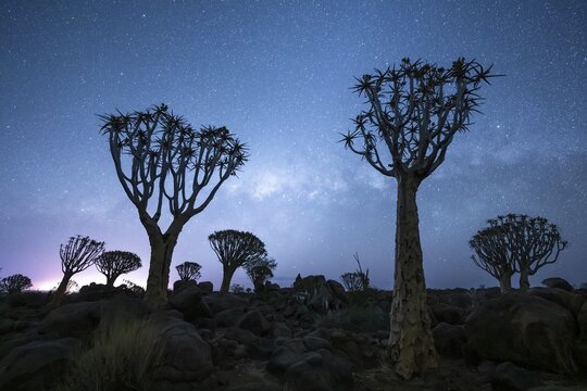 Quiver trees (Aloe dichotoma), night shot with starry sky, quiver tree forest in Garaspark near Keetmanshoop, Karas Region, Namibia