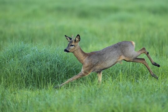 Roe deer (Capreolus capreolus) in Lauf, Vechta, Lower Saxony, Germany