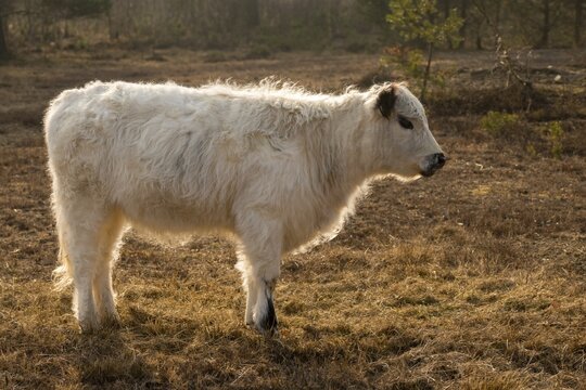 Artiodactyla, Bos Taurus sspec.4, cattle, even-toed ungulate, galloway cattle, galloway cattle, cloven-hoofed, domesticated animals, extensive grazing, pet, heather care, mammals, cattle, mammals