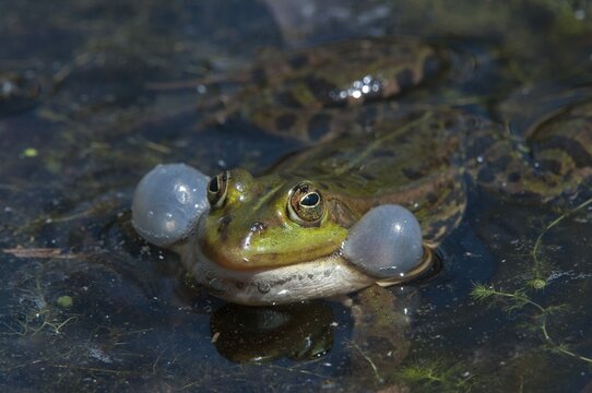 Edible Frog, Pelophylax Esculentus, Pelophylax Kl. Esculentus, Rana Kl. Esculenta, Pond Frog, Amphibian, Frog, Frog, Amphibian