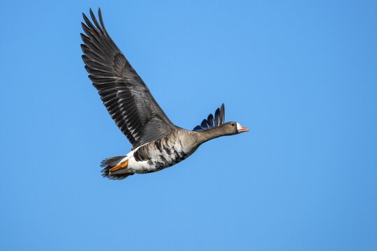 White-fronted Goose (Anser albifrons) in flight, D&uuml;mmer, Lembruch, Lower Saxony, Germany