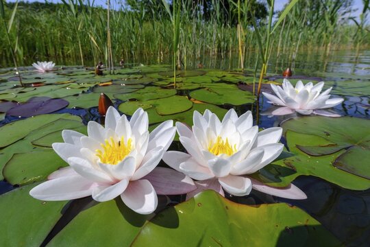 A flowering water lily (Nymphaea) on a lake, M&uuml;ritz National Park, Feldberg Lake District, Lower Saxony, Germany