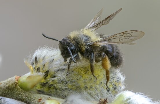Andrena vaga, andrenidae, floodplain bee, grey-backed mining bee, hymenoptera, sand bee, willow sand bee, female, insects, insects, female