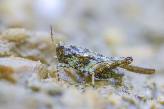 Cepero's groundhopper, sand groundhopper, tetrix ceperoi, western spinhopper, grasshopper, grasshopper, grasshopper, grasshoppers, insects