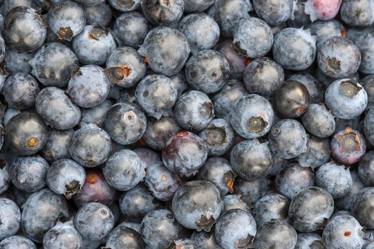 Blueberries (Vaccinium myrtillus), Oldenburg M&uuml;nsterland, Goldenstedt, Lower Saxony, Germany