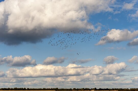 A flock of cranes (Grus grus) against a cloudy sky during their autumn migration, Vechta, Lower Saxony, Germany