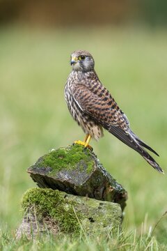 Common Kestrel, Solling, Neuhaus, Lower Saxony, Germany