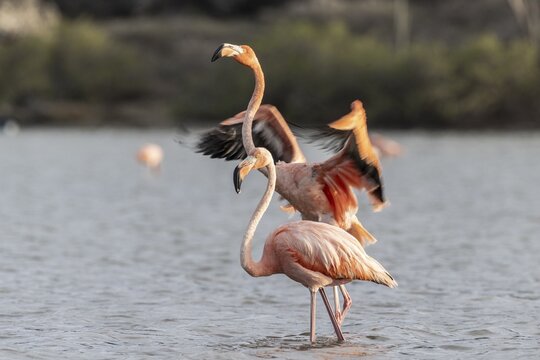 Cuba flamingos (Phoenicopterus ruber), Curacao