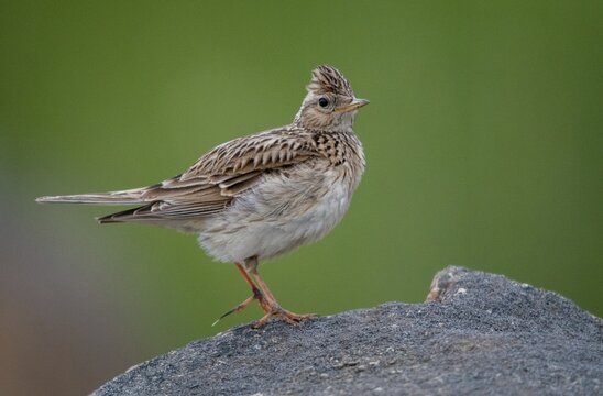 2010, Alauda Arvensis, Brandenburg, skylark, Germany, Nabu, national natural heritage, natural paradise Gr&uuml;nhaus, Skylark, post-mining landscape, birds, greenhouse, passeri, songbirds, birds