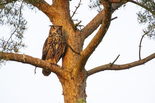 Eurasian Eagle-owl (Bubo bubo) in a tree, Oldenburg M&uuml;nsterland, Vechta, Lower Saxony, Germany