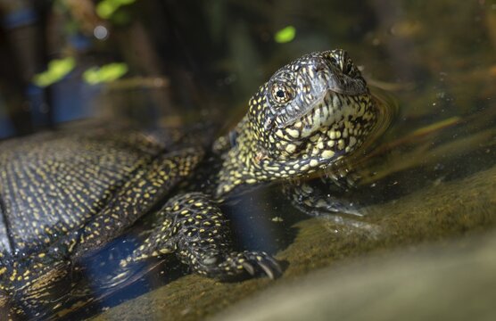 European Pond Tortoise, European Pond Turtle, European Swamp Turtle, Reptilia, Reptilia, Turtles, Turtles