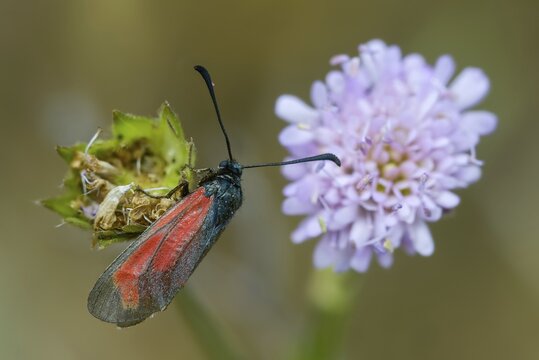 Beaver ram, blood droplet burnet, thyme ram, zygaena minos, blood droplets, butterfly, insects, moths, moths, moths, moths, butterfly, ram
