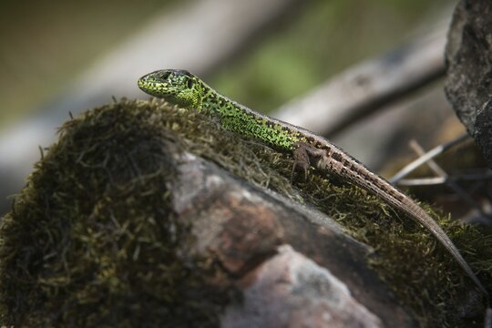 Lacerta agilis, sand lizard, sand lizard, critters, lizards, reptiles, lizards, males, reptilia, reptiles