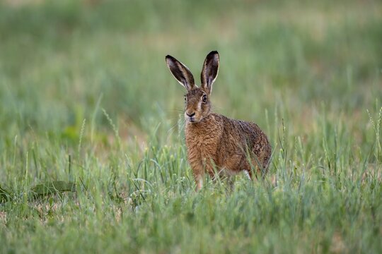 European hare (Lepus europaeus), Vulkaneifel, Rhineland-Palatinate, Germany