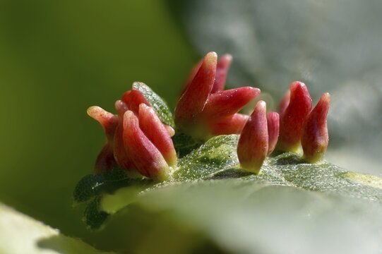Bugle gall mite, eriophyes tiliae, lime nail gall mite, linden gall mite, linden gall mite, summer linden squirrel gall mite, pin gall, mites