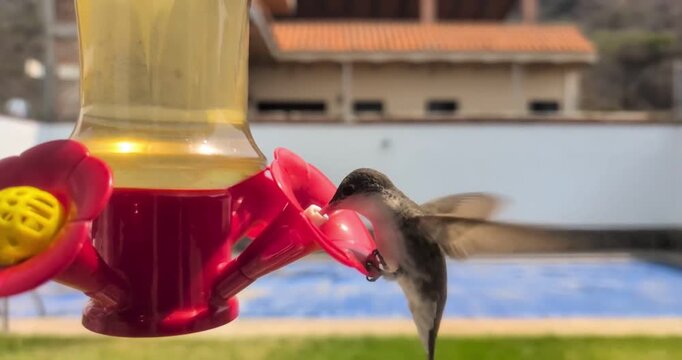 Hummingbird feeding from red plastic flower garden feeder outdoors during sunny day light.