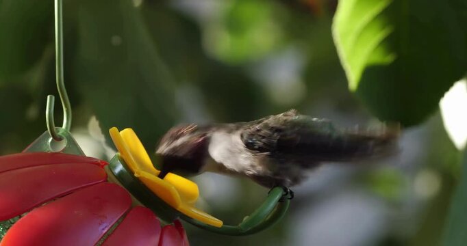 Hummingbird drinking nectar from red flower feeder suspended in sunny green garden space.