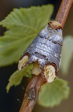 Buff tip, moonspot, moonbird, phalera bucephala, high size, portrait format, insects, moths, moths, butterflies