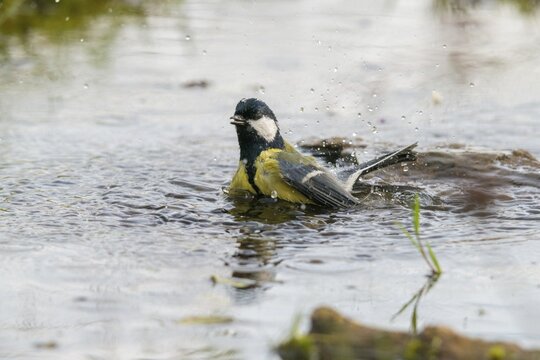 Great tit, great tit, parus major, bath, bird bath, birds, tit, passeri, songbirds, songbirds, tits, potions, birdbath, birds, watering place