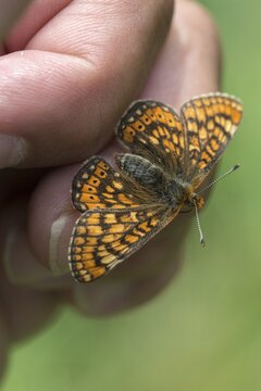 Bite check moth, bite cheek moth, euphydryas aurinia, eurodryas aurinia, golden tick moth, marsh fritillary, melitaea aurinia, scabiotic tick moth, butterfly, high size, portrait format, insects, butterfly, butterflies